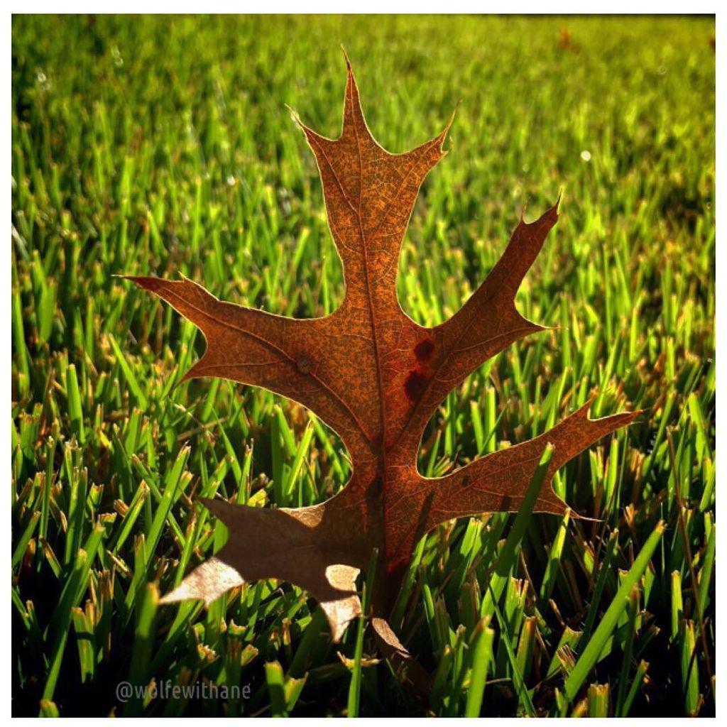 wolfewithane's tweet photo. #oakleaf w/ #iphoneonly edit in #ftgrf http://t.co/7ZMeED2jbr http://t.co/39qSbALuYT
