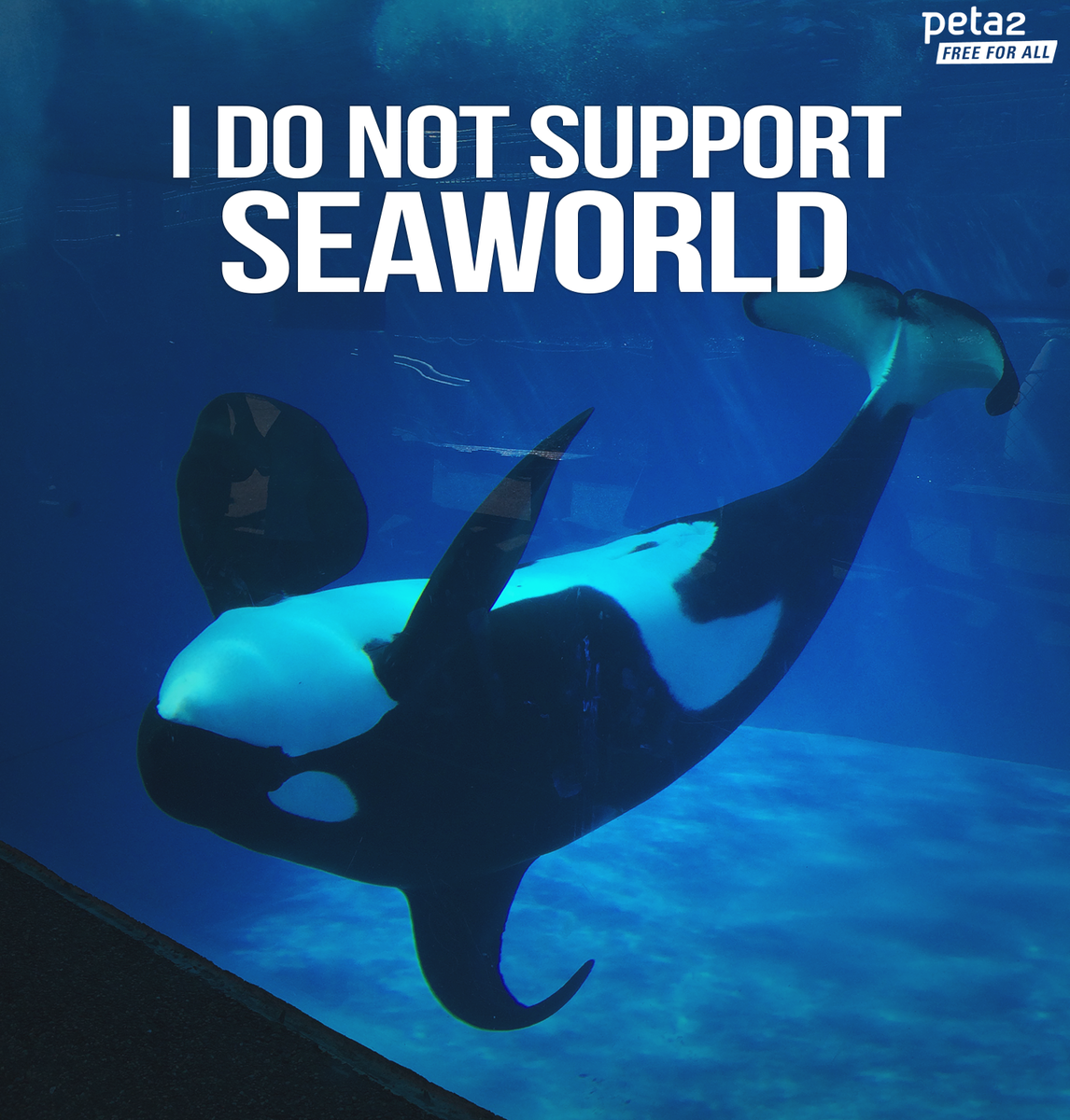 PETAShares's tweet photo. HELP!
#AdventureStudentTravel STILL SUPPORT #SeaWorld!
Sign/RT to ask them to STOP: http://t.co/TkNgk9jbVK http://t.co/wEOaGW6Clp