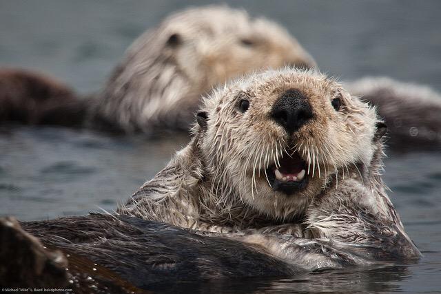 I don't know if you heard... But it's still #SeaOtterAwarenessWeek