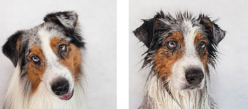 pets_parents's tweet photo. These dogs photographed before and after their bath is the best. 
http://t.co/Ygwqip8qPH http://t.co/Hwyd8sJYI0