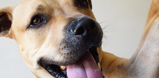 pets_parents's tweet photo. Check out these adorable mutts on Instagram! http://t.co/rs6GVHXyxR http://t.co/NUuYJQj76V
