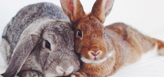 pets_parents's tweet photo. You NEED to follow these adorable bunnies on Instagram. 
http://t.co/aQVfISUxT7 http://t.co/iAoL3b3ikh