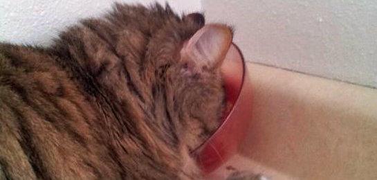 pets_parents's tweet photo. These cats can't even. http://t.co/n1uxolp3rg http://t.co/ATRFRB5J1l