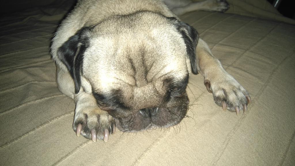 Lorewiny's tweet photo. Rita también #echaunapata con @PatasBox...  Aunque este dormidita! http://t.co/5kGYiWTsaH