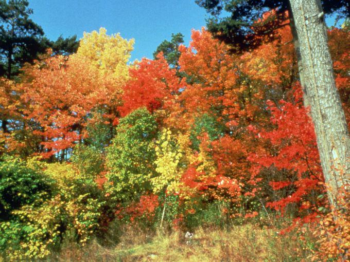 azcentral's tweet photo. Itching for some beautiful fall foliage? Here are the best spots in AZ to catch fall colors: http://t.co/MCJagiCSI7 http://t.co/iPQ3FKXWxO
