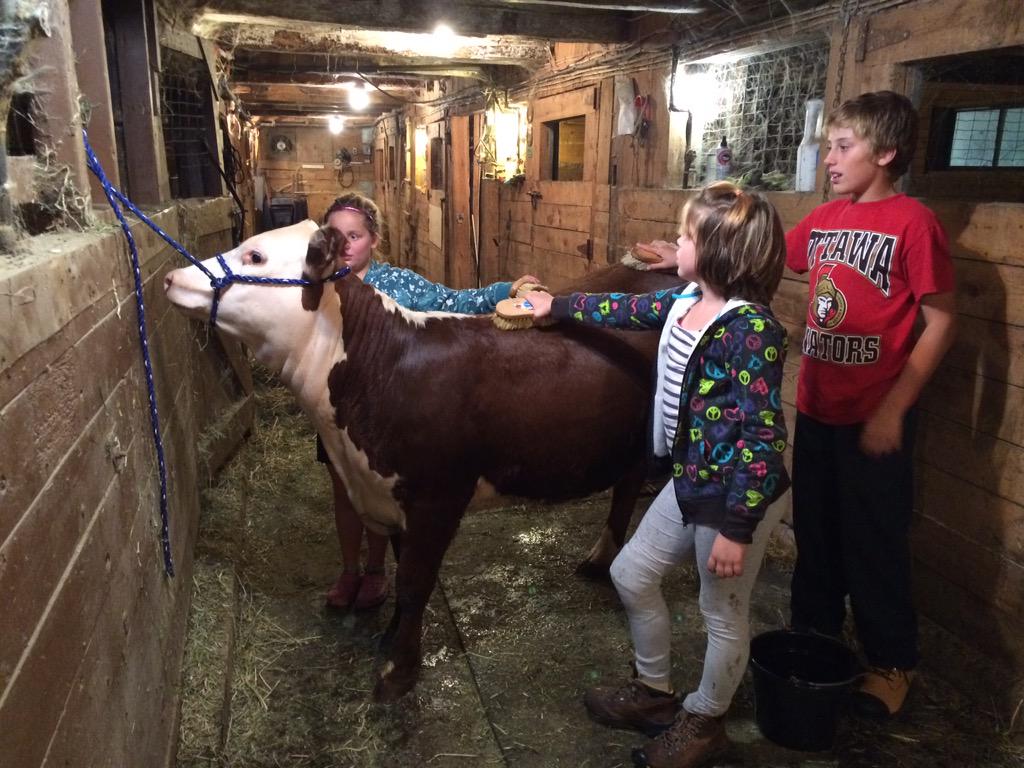 Getting our #Hereford calf ready for <a href="/carpfair/">Carp Fair</a>