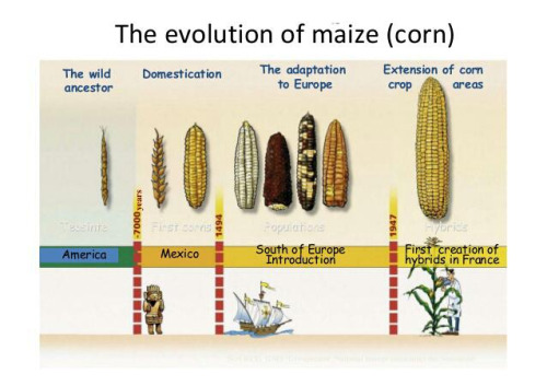 El proceso de domesticación del maíz inició hace aproximadamente 10,000 años buff.ly/1KqtHBa  #diadelmaiz