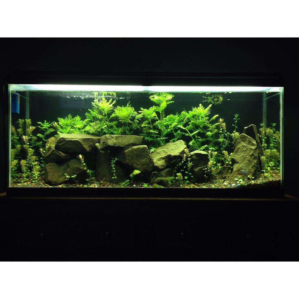 Akvaristan's tweet photo. #akvaristan #aquarium #akvaryum #aquarien Some aquascape madness #aquarium #mytank #progress #fillinginnicely #jawl… http://t.co/Wt1MSHfpep