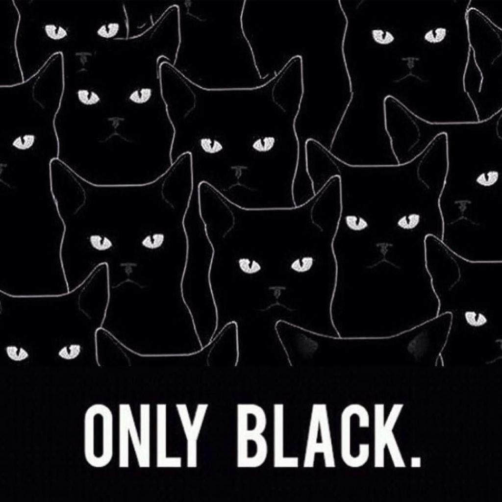 lucafex's tweet photo. #cats #love #punk #scene #emo #goth #grunge #alternative #indie #hipster #black #blacktext #blackandwhite #white #w… http://t.co/thtFVLC0hc