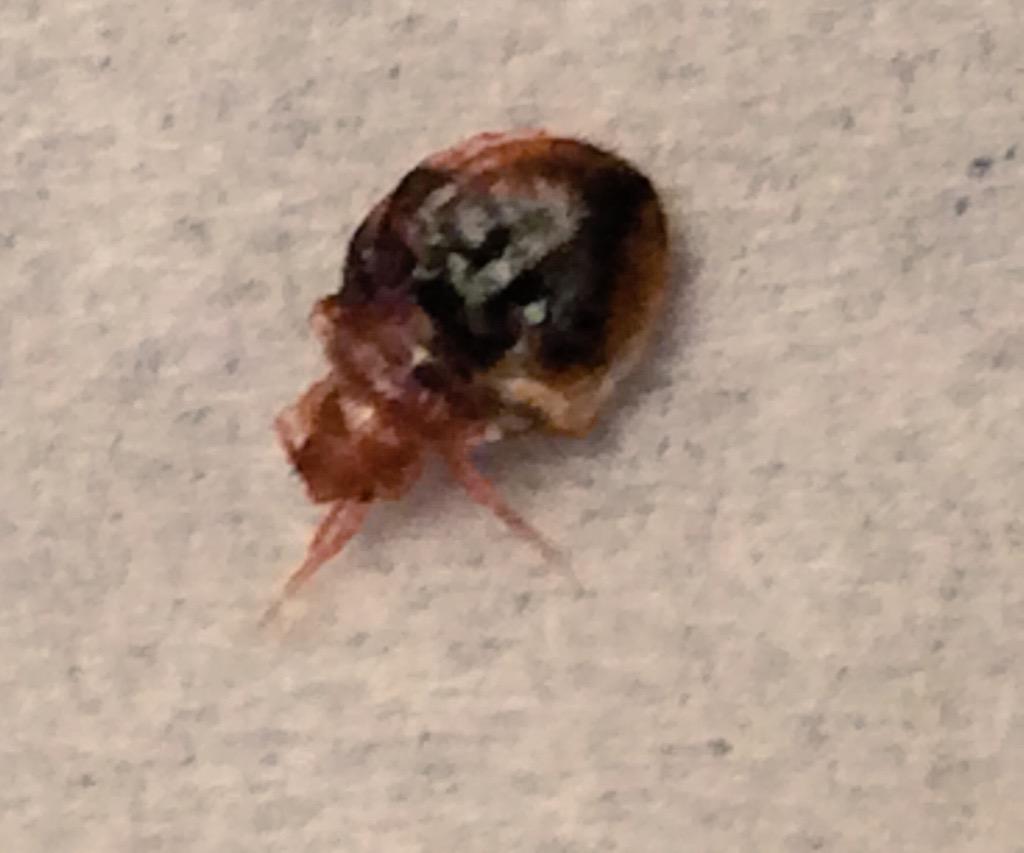SoraBullys's tweet image. Bed Bug-fingernail in bed and filth at the Clarion Batavia NY-DISGUSTING HOTEL
