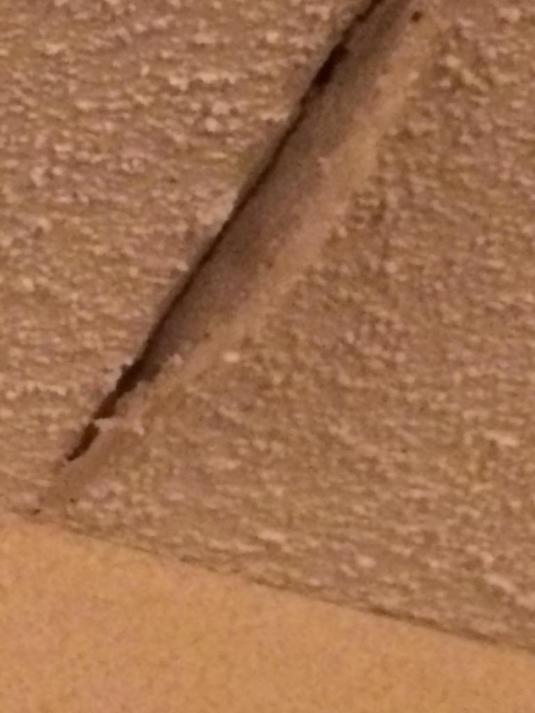 SoraBullys's tweet image. Bed Bug-fingernail in bed and filth at the Clarion Batavia NY-DISGUSTING HOTEL