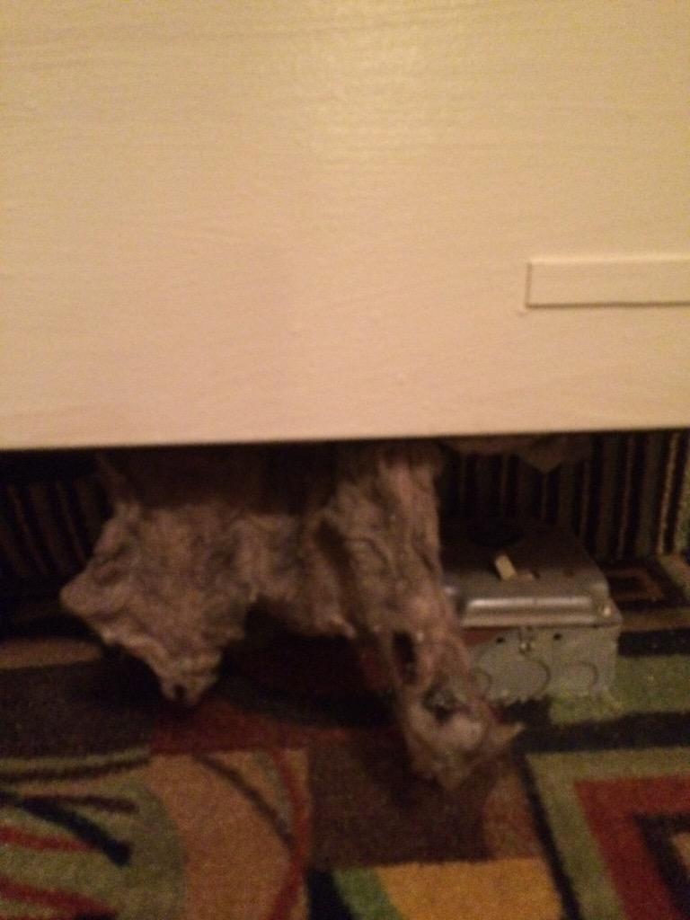 SoraBullys's tweet image. How Many Bed Bugs can hide in this crap? The CLARION HOTEL BATAVIA has bed bugs!