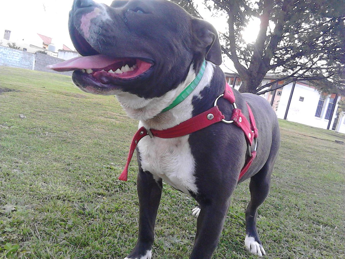 oliverazapee's tweet photo. Extraño a mi perro ..pero mañana ya lo veo #aquilesamordeperros http://t.co/bm0J5wPRbs