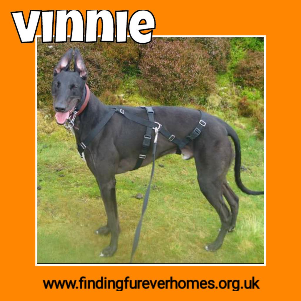 NWDogRescue's tweet image. Vinnie is still waiting patiently, maybe today will be his day? All info ➡ findingfureverhomes.org.uk 💜 #dogsofjoy