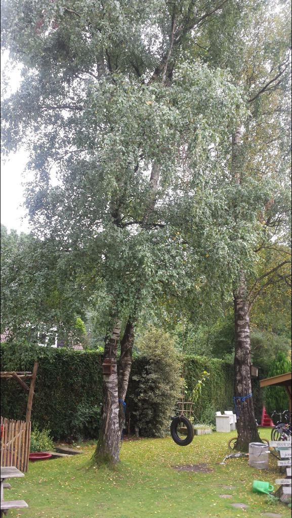 Goedbomenrooien's tweet photo. Voorthuizen - Het snoeien van 2 berken bomen. Met behulp van een hoogwerker. Meer info ? http://t.co/d6sYboA2fJ http://t.co/Lf6beSmyma