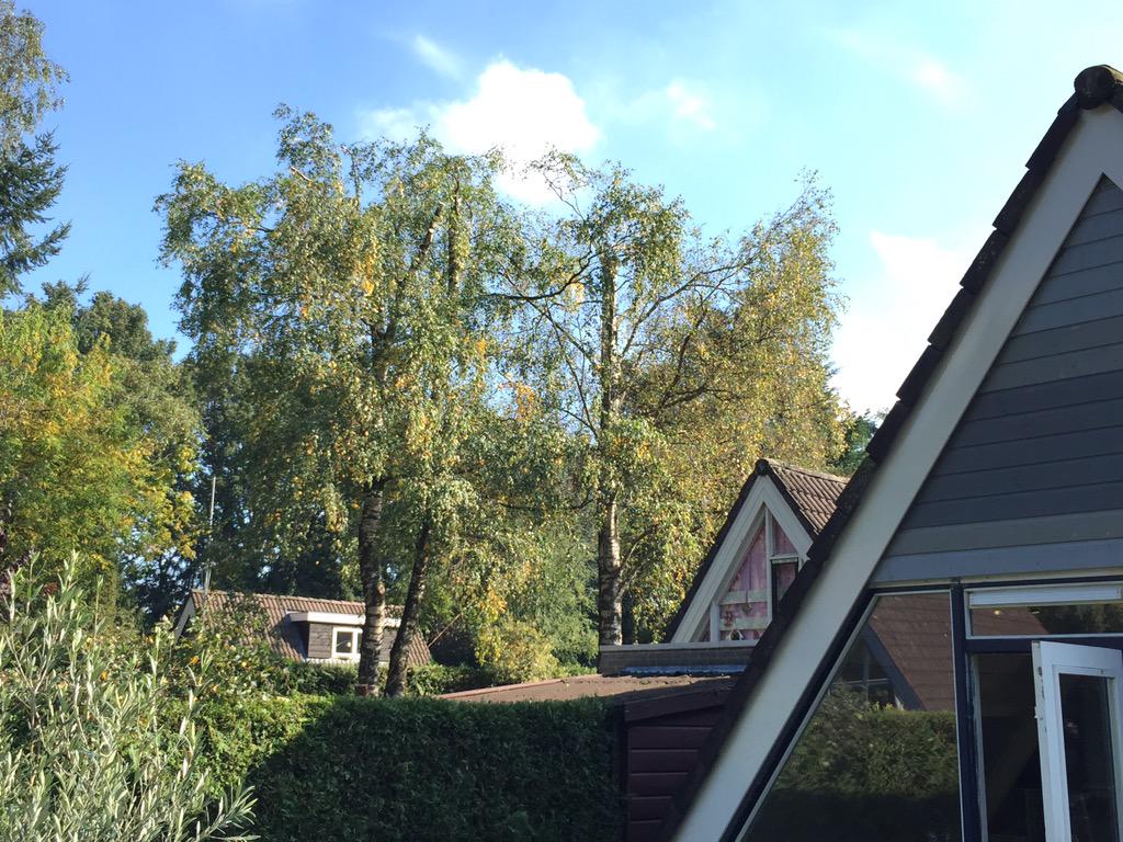 Goedbomenrooien's tweet photo. Voorthuizen - Het snoeien van 2 berken bomen. Met behulp van een hoogwerker. Meer info ? http://t.co/d6sYboA2fJ http://t.co/Lf6beSmyma