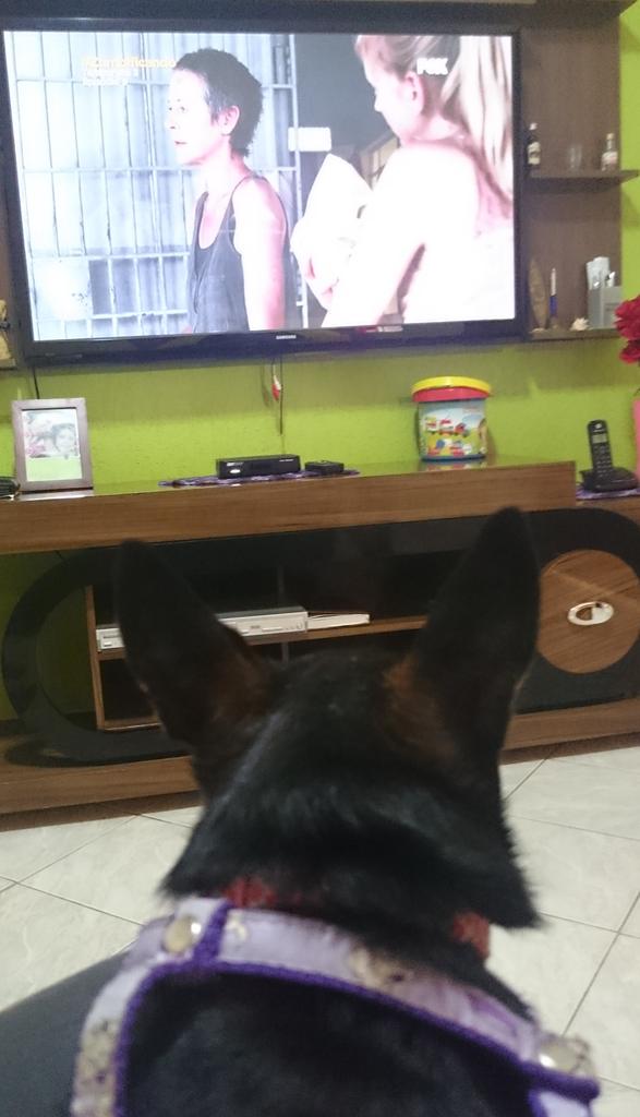 mymis1's tweet photo. #Zumbificando 
Lilika, na MEGAMARATONA The Walking Dead. http://t.co/b3FyLIalIo