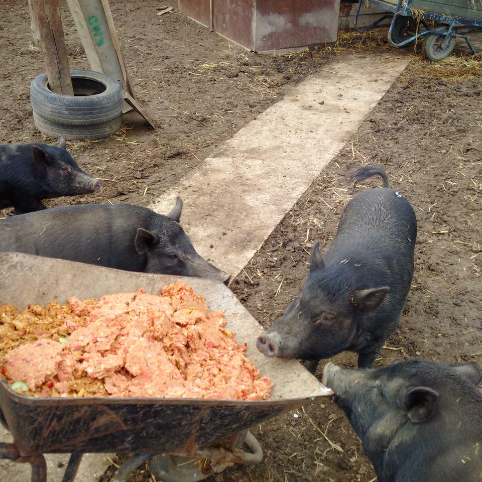Had a fantastic day at our Orchard. Lots of cider fermenting and lots of well fed pigs. #realcider