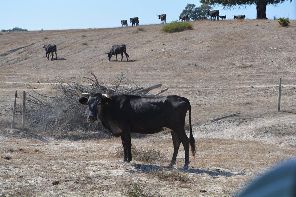 purezayemocion's tweet photo. RITA VAZ: "NO ME DEJAN ALIMENTAR NI MOVER A MIS VACAS. VAN A MATAR MI GANADERÍA" http://t.co/XQej7PK9UM @pdencastes http://t.co/zuJjQNLAh1