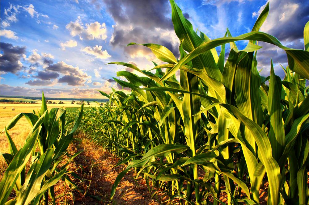 ShopEcoFriends's tweet photo. 2.6 Billion Pounds of Monsanto’s Glyphosate Sprayed on U.S. Crops in Past Two D.. http://t.co/I1njMK3Vw1 #organic http://t.co/hUuQf1aFe4