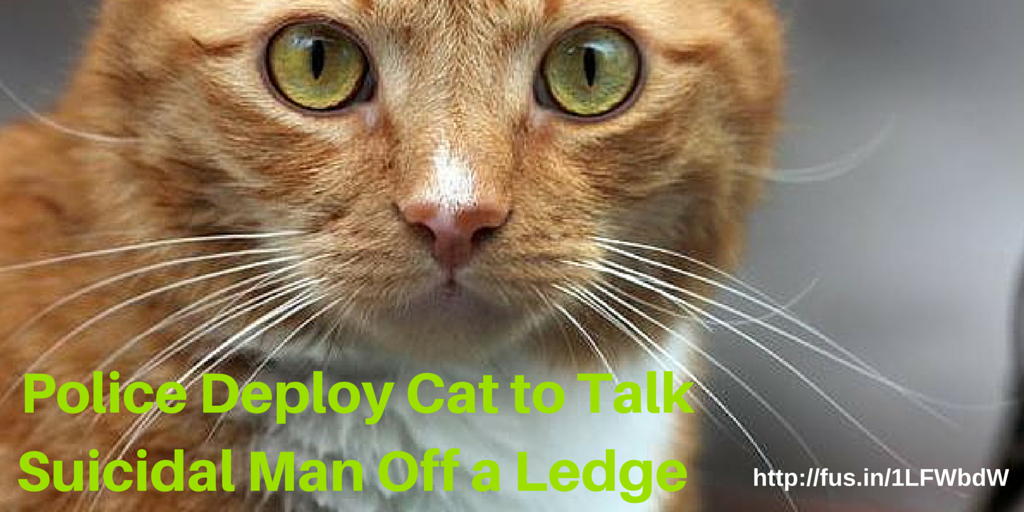 #Caturday true love fus.in/1LFWbdW on #nationalmentalhealthday!