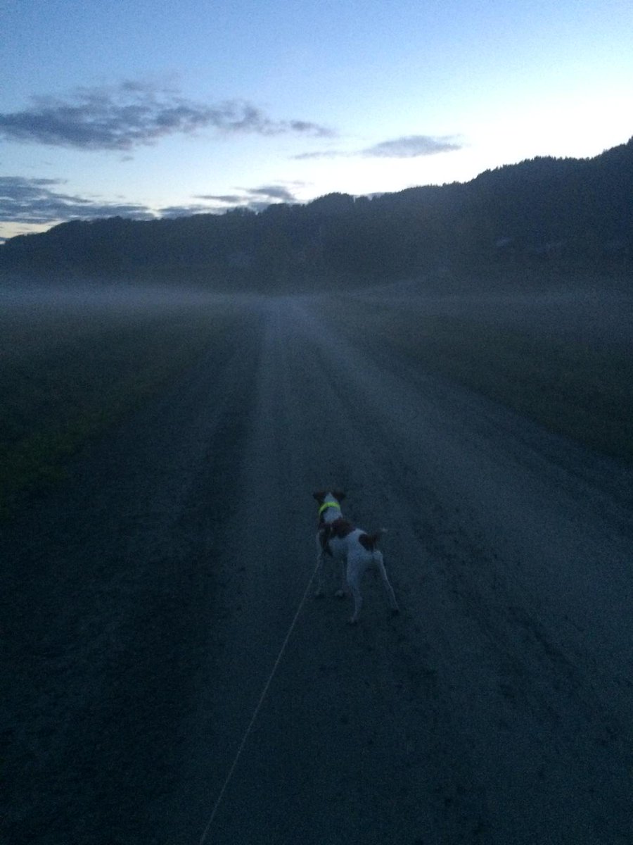 RandiEvjen's tweet photo. Flott kveldstur med Doffen! 🐶🌾🍂🍁🍄 #dansksvenskgårdshund #skumring #skodde http://t.co/DetKPzyQZy