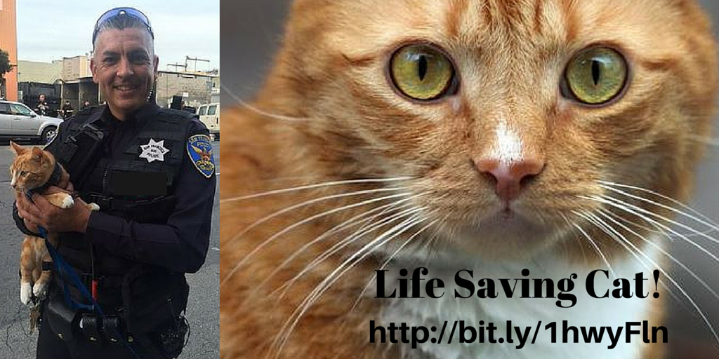 #Caturday Life Saving #Hero - bit.ly/1hwyFln the whole story!