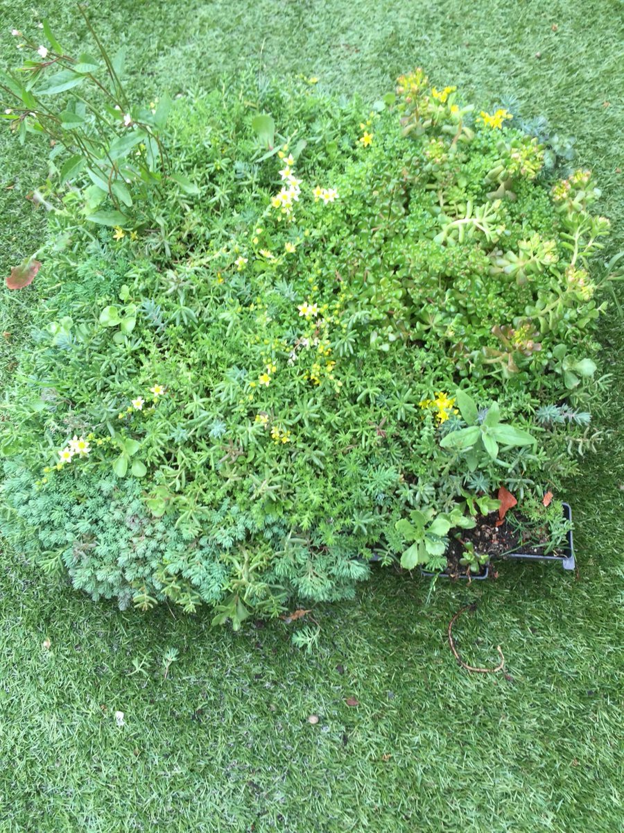 sedummodules's tweet image. Urban concrete surfaces absorb and reflect heat back. Green roofs do not there by cooling the local temperature. Fact