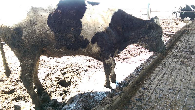 peta's tweet photo. This cow collapsed & lay in feces for DAYS in "cull" barn before she was shot. http://t.co/EGlmYKpfm4 #DaisyFarms http://t.co/xTqFbWxZ7D