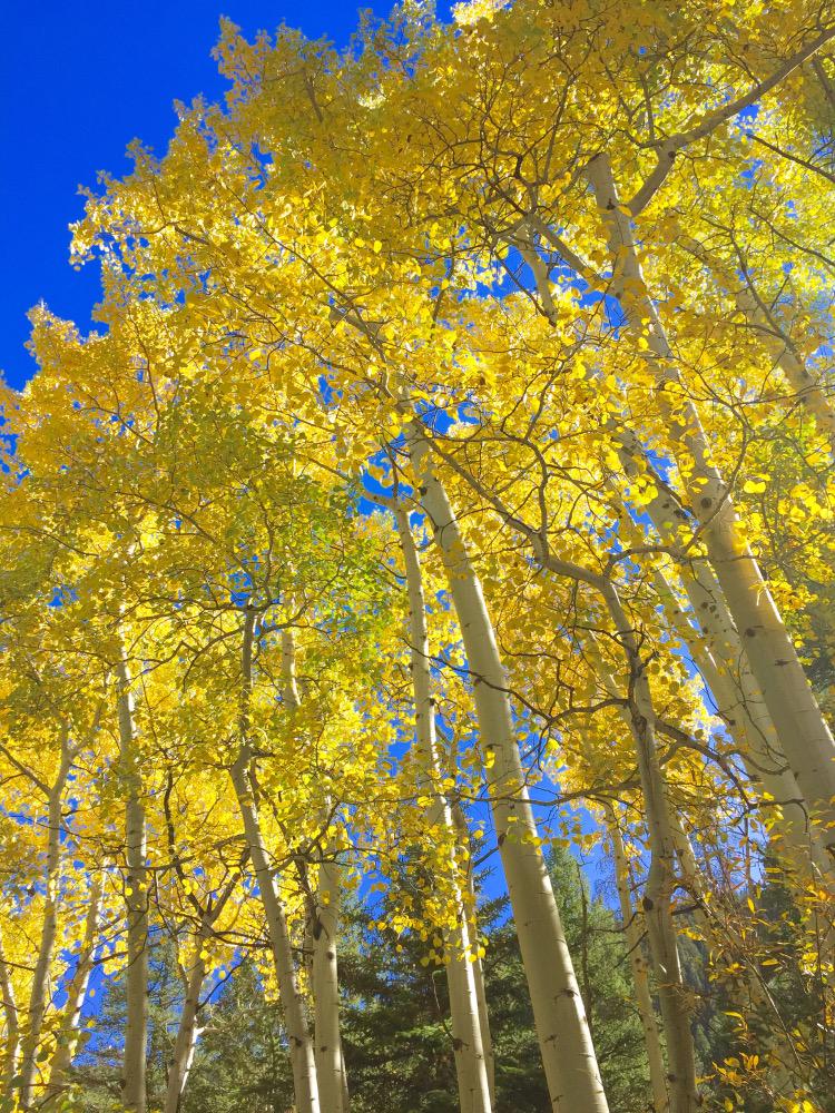 TheAPTAALI's tweet image. It's important to see the forest for the trees. 
How can we help you @MoveForwardPT?
 @APTAtweets