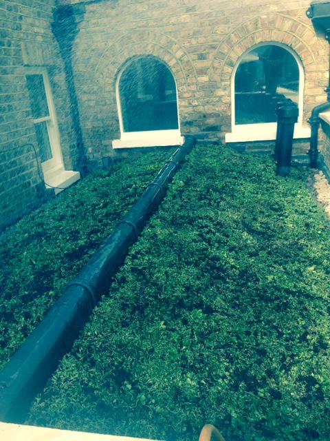 sedummodules's tweet image. Green roofs cool the air by evaporating water in a process called evapotranspiration. Not a lot of people know that.