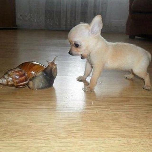 petssavenue's tweet photo. http://t.co/EHRP3lCSYC