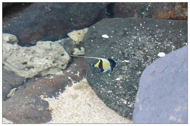MargotCMartin's tweet photo. #angelfish #kauai #hawaii #travel #photography http://t.co/wiuNrlyGOQ