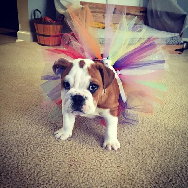 petssavenue's tweet photo. http://t.co/S7YYvoTkAG