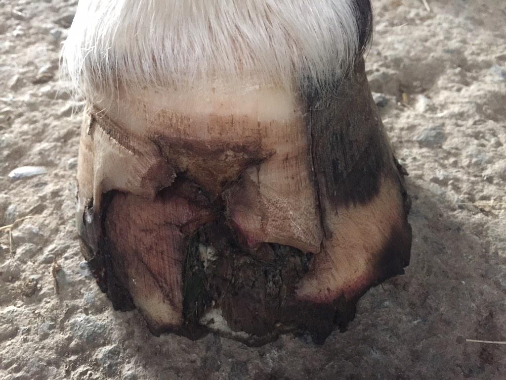 HenleyViv's tweet photo. Farrier visit today, onward and upward #FightingBacteria #LoveMyHorse http://t.co/tQtfVLE4hC