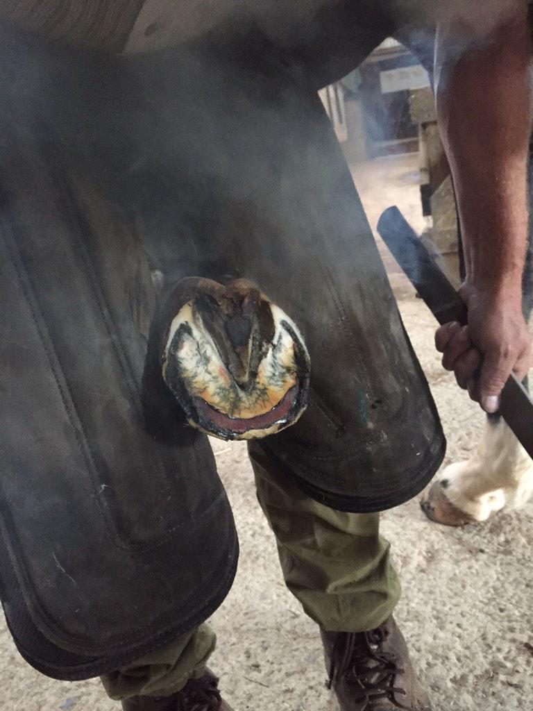 HenleyViv's tweet photo. Farrier visit today, onward and upward #FightingBacteria #LoveMyHorse http://t.co/tQtfVLE4hC