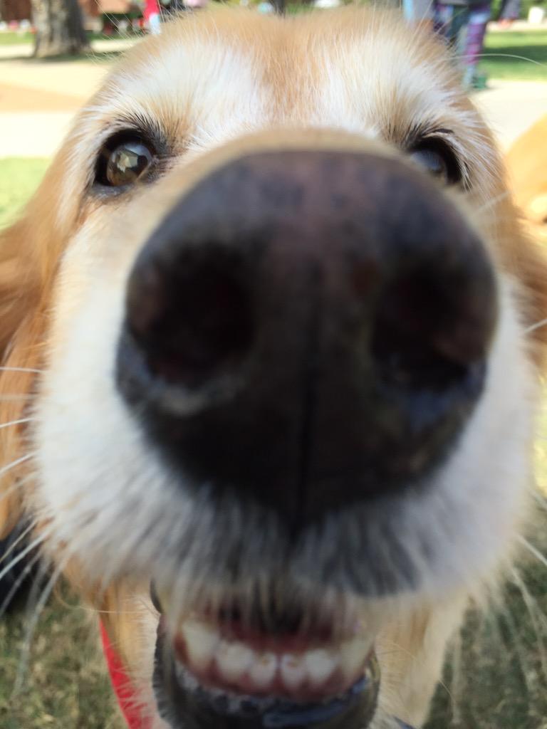 Sunny can smell the excitement for #DogsDawgsDocs