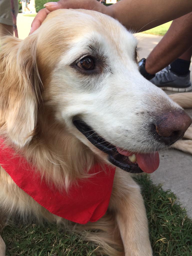 Ramsey has arrived!! #DogsDawgsDocs