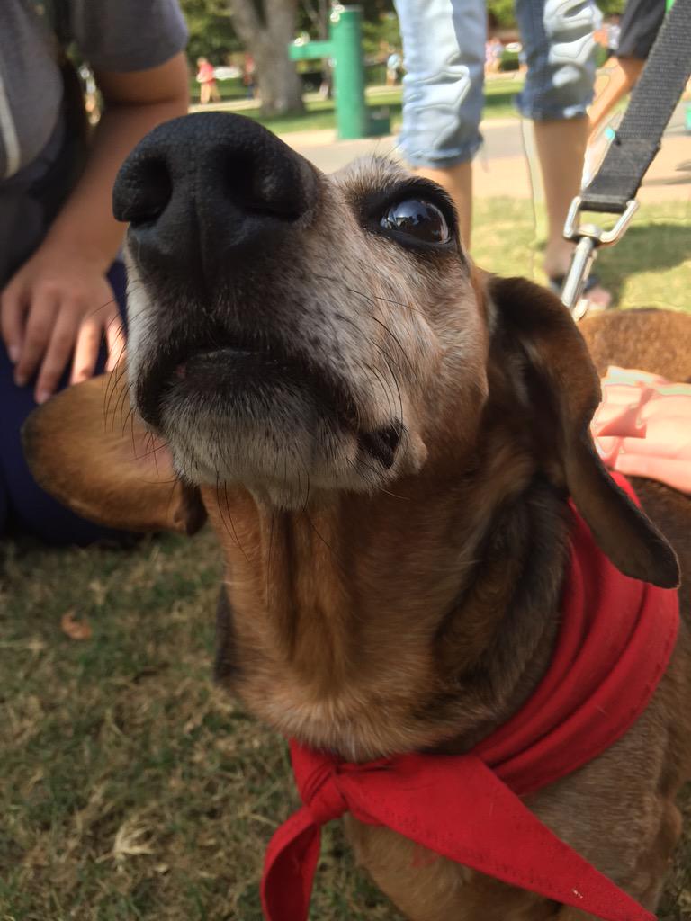 Papito's still chilling! #DogsDawgsDocs