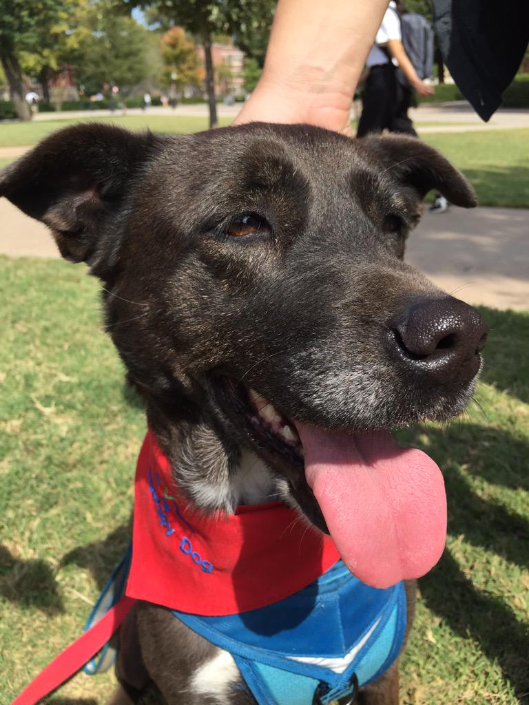 Bella has entered the South Oval!! #DogsDawgsDocs