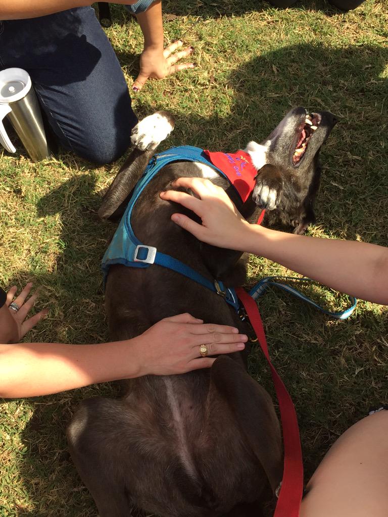 "I'm really enjoying #DogsDawgsDocs!" - Bella