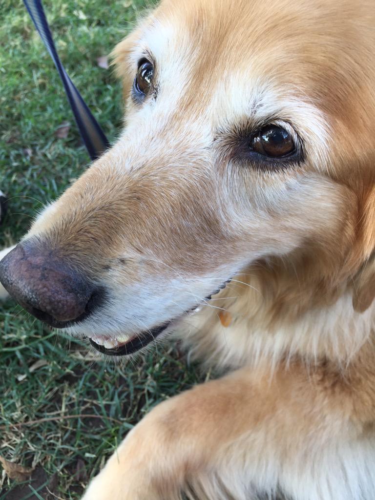 Sunny's still smiling for #DogsDawgsDocs