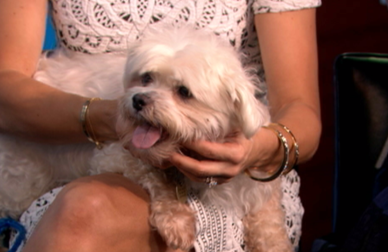 newyorklivetv's tweet photo. .@littleshelter stops by w/ 4 great dogs up 4 adoption in this week's #NYLPetProject. WATCH: http://t.co/tWXhoB1v7q http://t.co/qN1fJxV7dx
