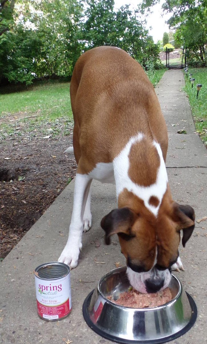 doggiemadness's tweet image. Review &amp;amp; contest soon 3 followers get 2 win grain free @SpringNaturals dry food &amp;amp; wet food, flavor of their choice!