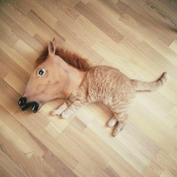 SoCuteKittens's tweet photo. Horse Kittens http://t.co/QOKTDuKS9f
