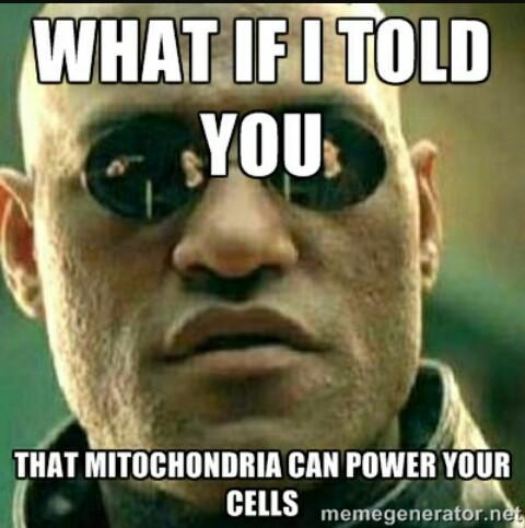 PowerToTheCell's tweet photo. The Mitochondria matrix will power you. Mitochondria 2015 @schscell http://t.co/Ok3DU29VZc