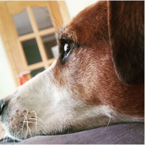 thisdayilove's tweet photo. @VLMRejectsRun even the dog was not pleased #rejectface http://t.co/lIa9xoOi5q