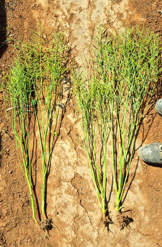 Crop Aid tweet media