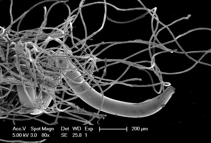 Angie Firmalino tweet media