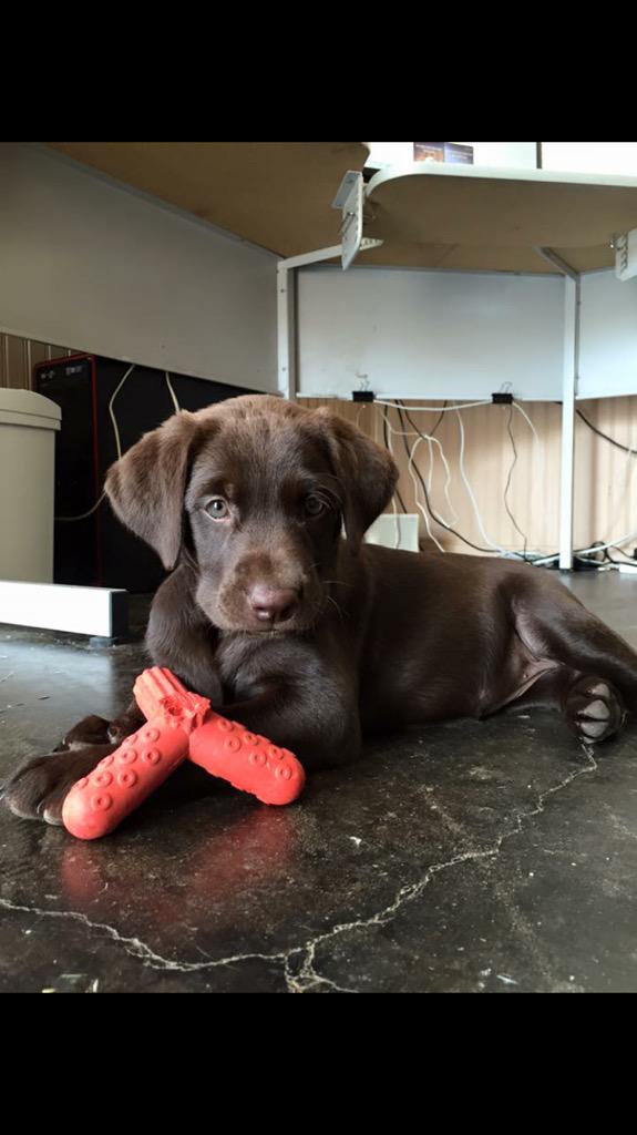 CoffeyNate's tweet photo. New puppy http://t.co/qTlSueeHZ0
